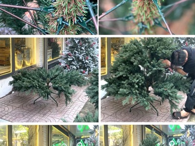 [Hàng ORDER] Cây thông Noel xanh cước đầu xòe gắn trái đỏ cao từ 180-240cm X-TREE-18